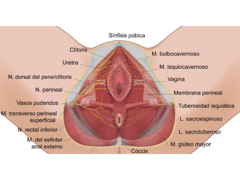 Colpoperineoplastia
