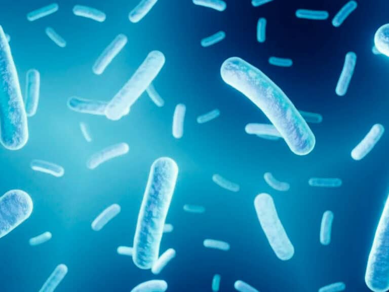 Lactobacillus